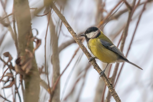 가지에 큰 가슴 (Parus major) 귀여운 작은 새