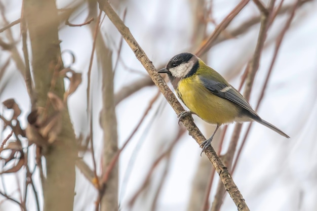 가지에 큰 가슴 (Parus major) 귀여운 작은 새