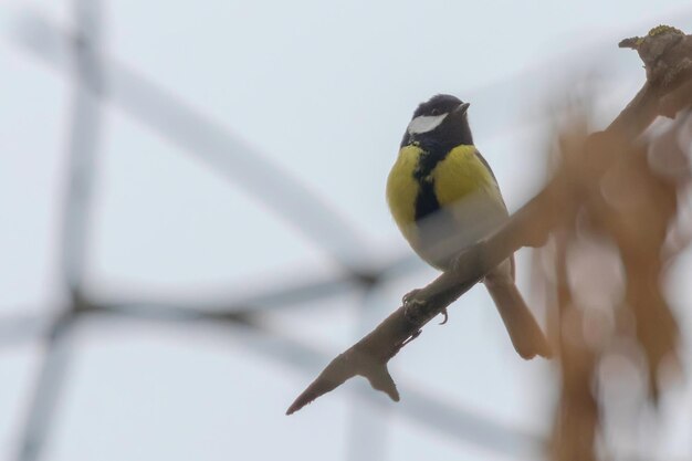 Great tit on branch Parus major Cute little Bird