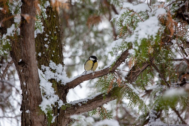 Great tit on a branch in winter forest