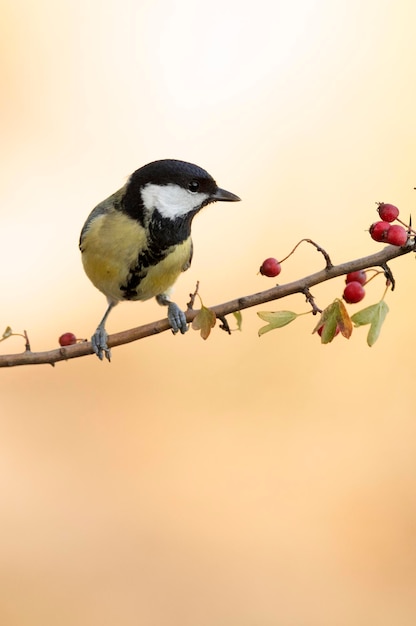 Great tit on a hawthorn branch with red fruits inside a Mediterranean forest with the last lights