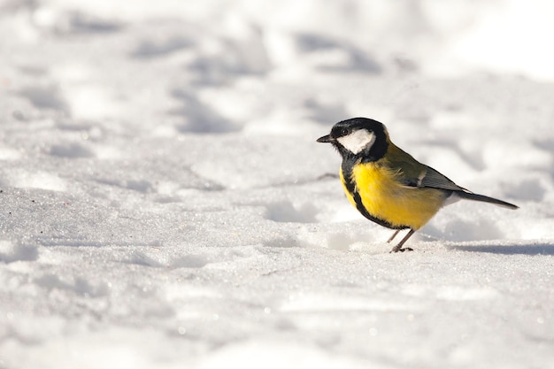 The great tit is looking for food in the snow