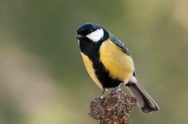 写真 午後の最後の光、鳥、スズメ目、シジュウカラで枝にシジュウカラ