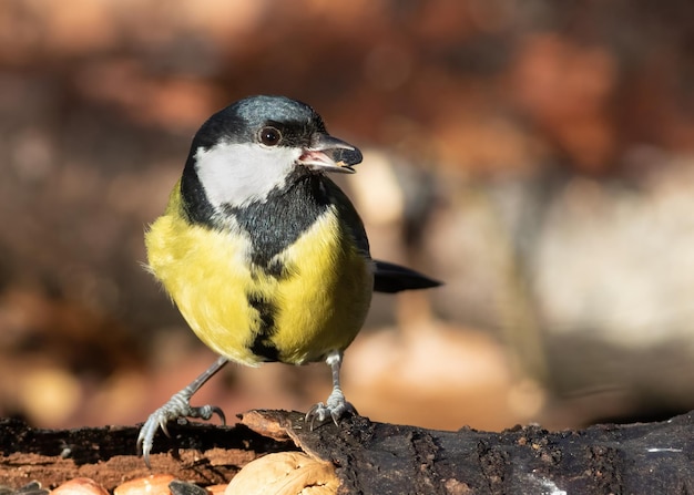 シジュウカラ ヤマガラ 鳥が森の中で、餌箱のくちばしに種をくわえて座っている