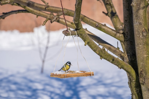 Great tit Parus Major on feeder at winter