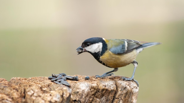 Great tit Parus major holds a seed in its beak while sitting on a stump.