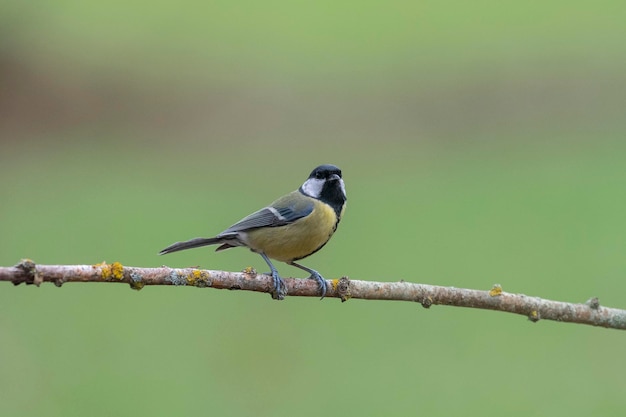 Great tit (Parus major) 레온, 스페인