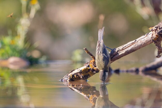 Большой тит Parus major Mlaga Испания