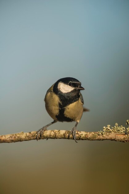 Great Tit Parus major perched on branch in forest Alicante Spain Europe