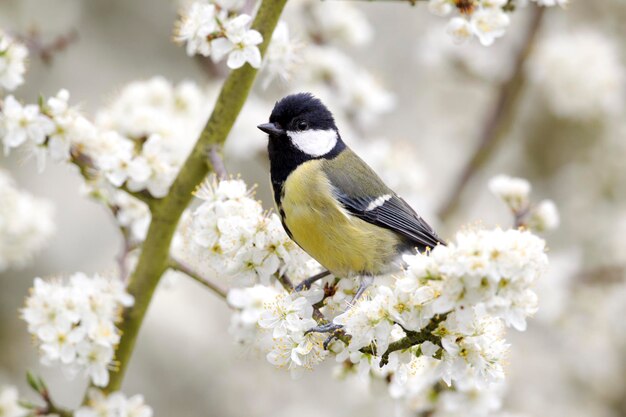 Great tit Parus major single bird on blossom Warwickshire