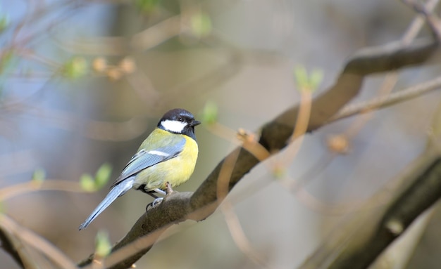 Great Tit Parus major sitting on a branch