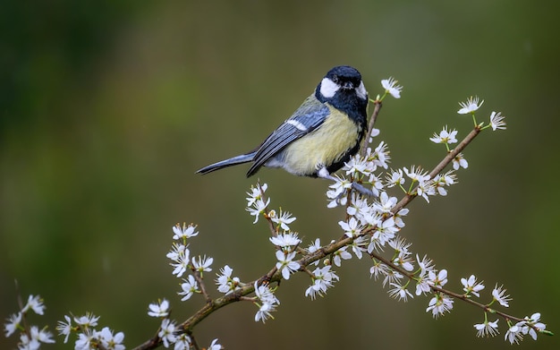 Great tit perched on a branch of white flowers