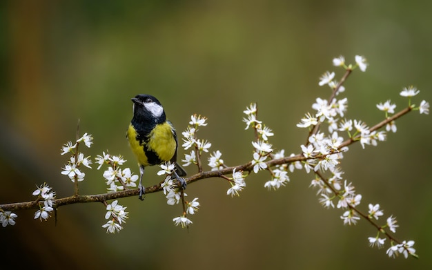 Great tit perched on a branch of white flowers