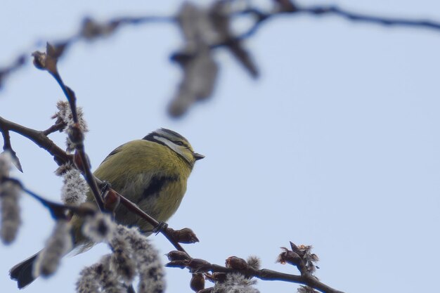 Great tit perched on branch