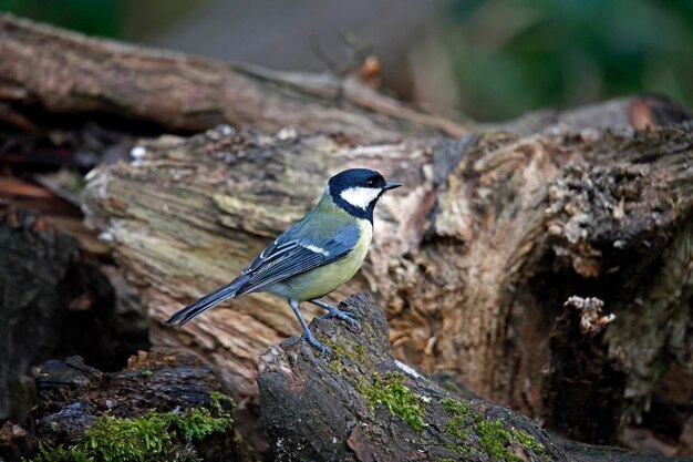 Great tit perched on an old stump in the woods