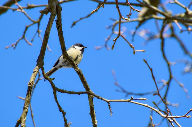 great tit perching on a tree branch on a sunny spring day