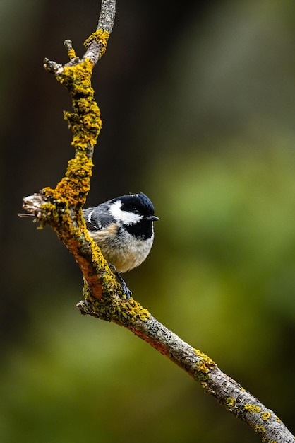 Photo great tit or periparus ater perched on its twig