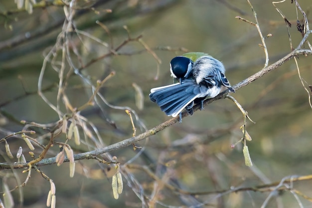 Great Tit Preening His Feathers