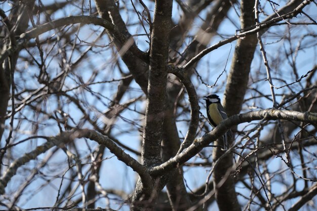 Great tit singing on a branch tiny yellow bird on a tree in\
nature singing