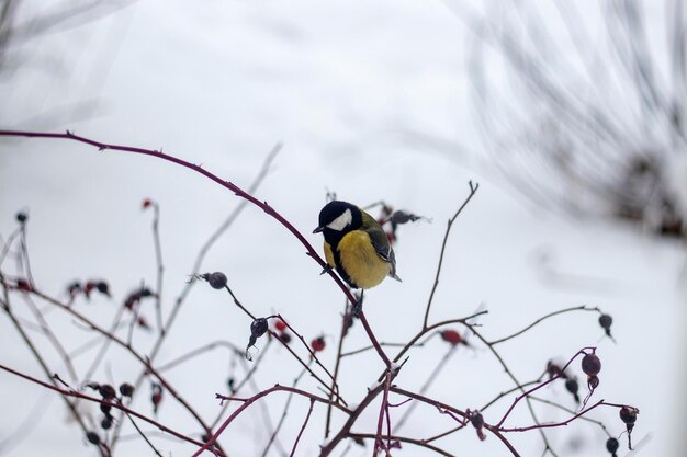 The great tit sits on a branch of a bush