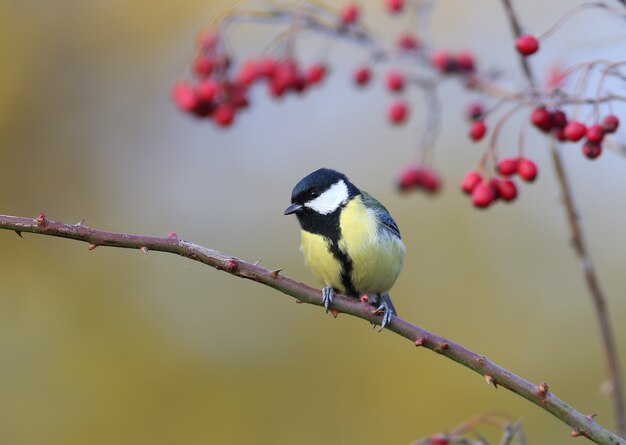 Great tit sits on a curved rosehip branch next to hawthorn berries