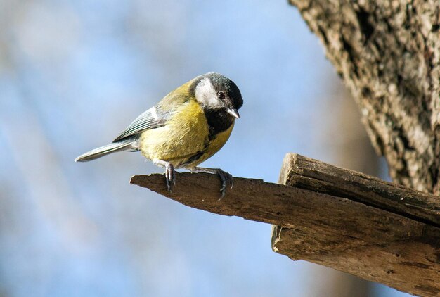 great tit sits on a dry tree branch