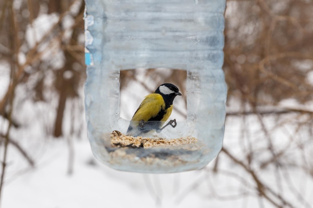 great tit sits in a feeder made from a plastic bottle. Feeding birds in the winter in the forest.