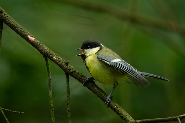 Foto cinciallegra seduta su un ramo nella foresta parus major