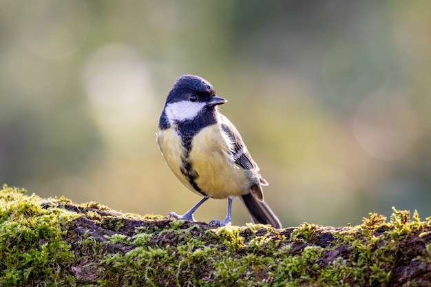 Great tit sitting on a mossy log