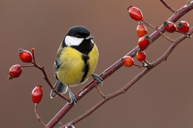 Great tit sitting on a rosehip twig in autumn nature