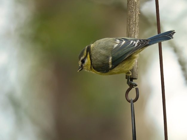 木の枝にシジュウカラが座っている 野生動物が食べ物を探している 動物のショット