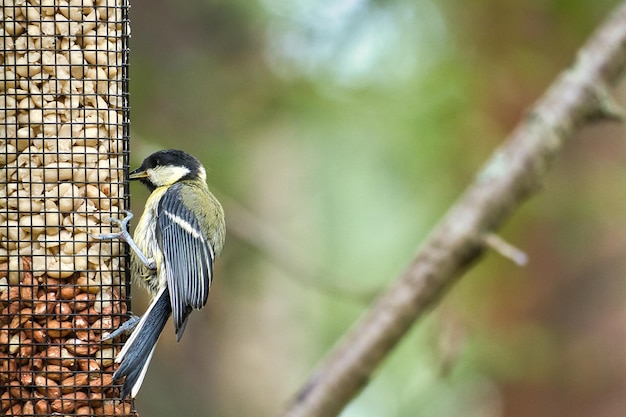 Great tit sitting in tree on a branch Wild animal foraging for food Animal shot