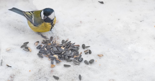 Great tit and sunflower seeds on the snow in winter Feed the birds in winter