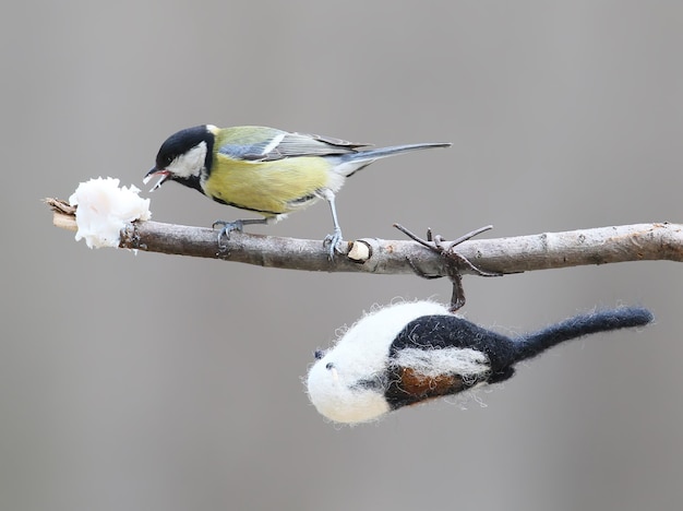 Great tit with a stuffed long tailed tit