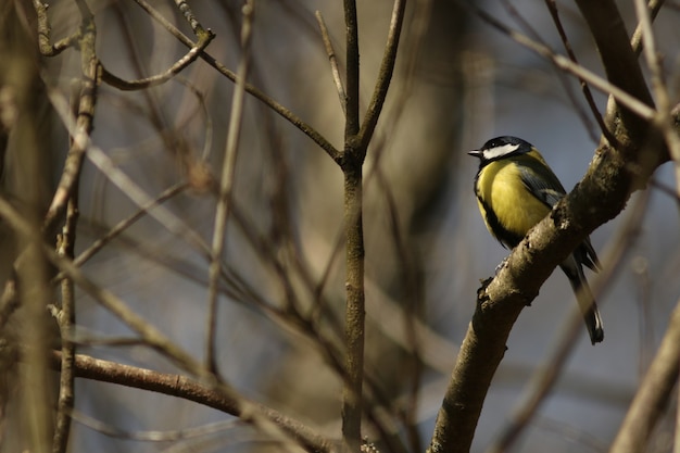 Photo great tit!