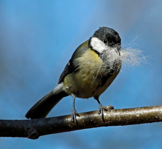 Great tits collecting food and nesting materials in the woods