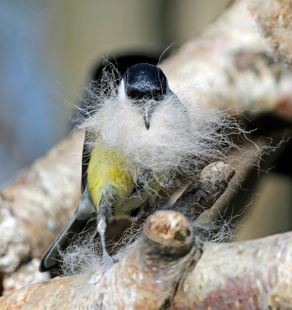 Great tits collecting food and nesting materials in the woods