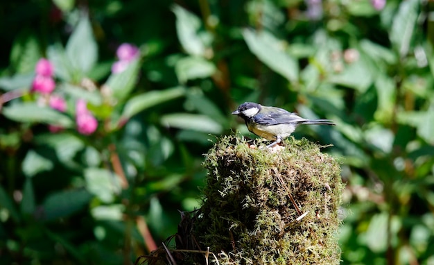 Great tits eating nuts in the woods