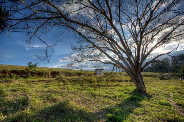 Great tree in countryside field - Wide angle back light