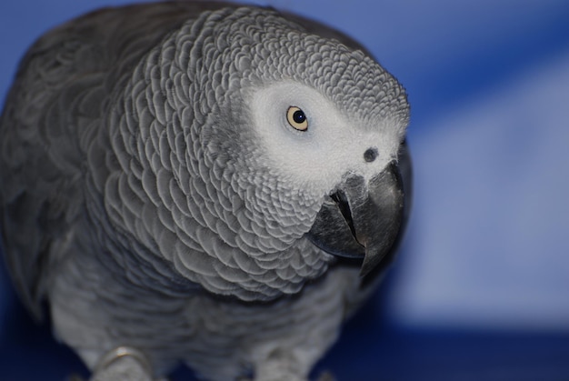 Great up close look at an African grey parrot.