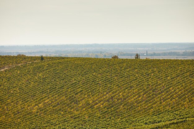 Great view of the grape rows in autumn