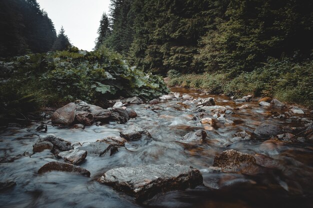 A great view on an italian forest