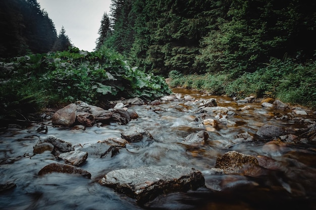 A great view on an italian forest