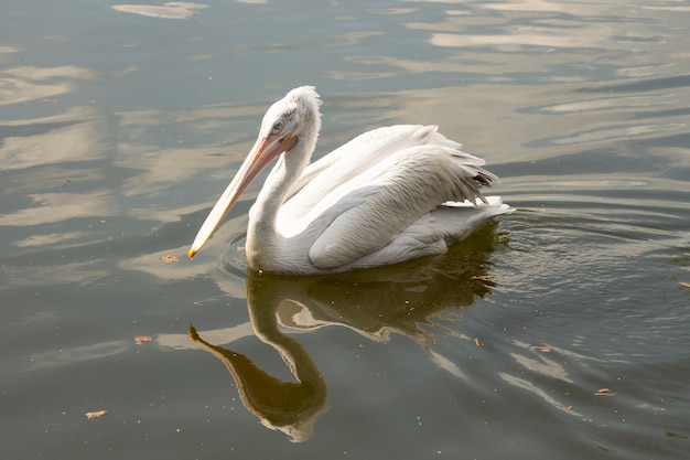 Great white or eastern white pelican, rosy pelican or white pelican is a bird in the pelican family.It breeds from southeastern Europe through Asia and in Africa in swamps and shallow lakes.