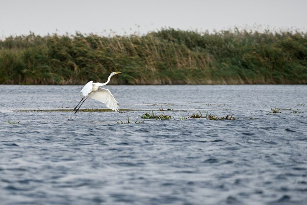 ルーマニア、ドナウデルタのダイサギ（egretta alba）