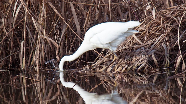 great white egret fishing in the lake