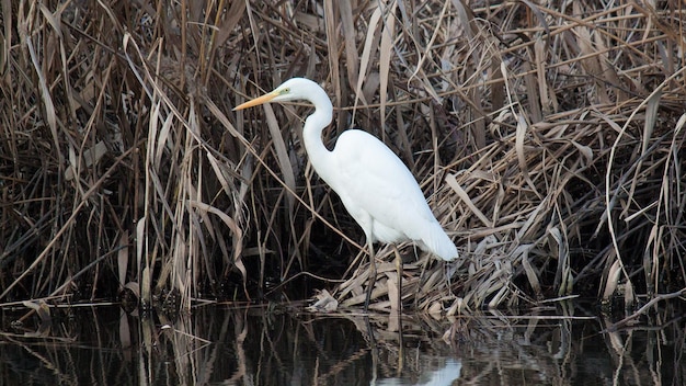 great white egret watches for prey on the lake