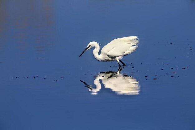 Great white egret