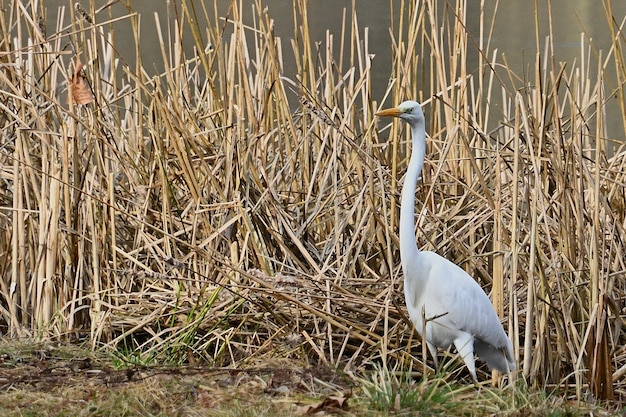 большая белая цапля ardea cinerea