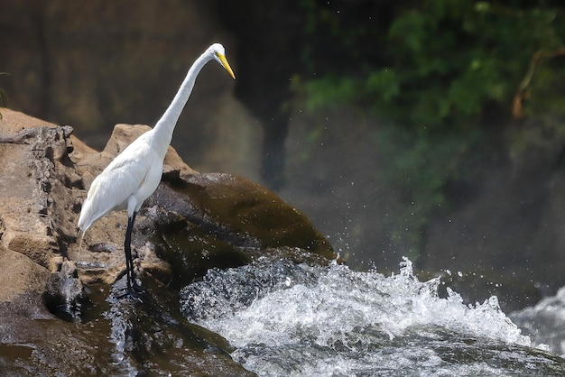 Great white heron jumping in the waterfall